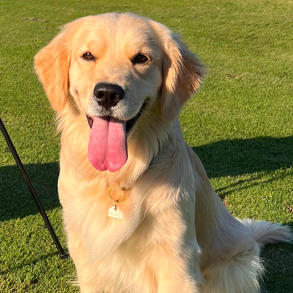 Golden retriever sitting on grass with tongue out.