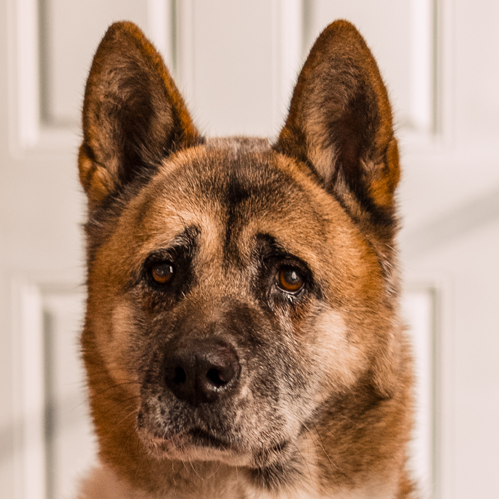 Close-up of a brown and black dog with upright ears.