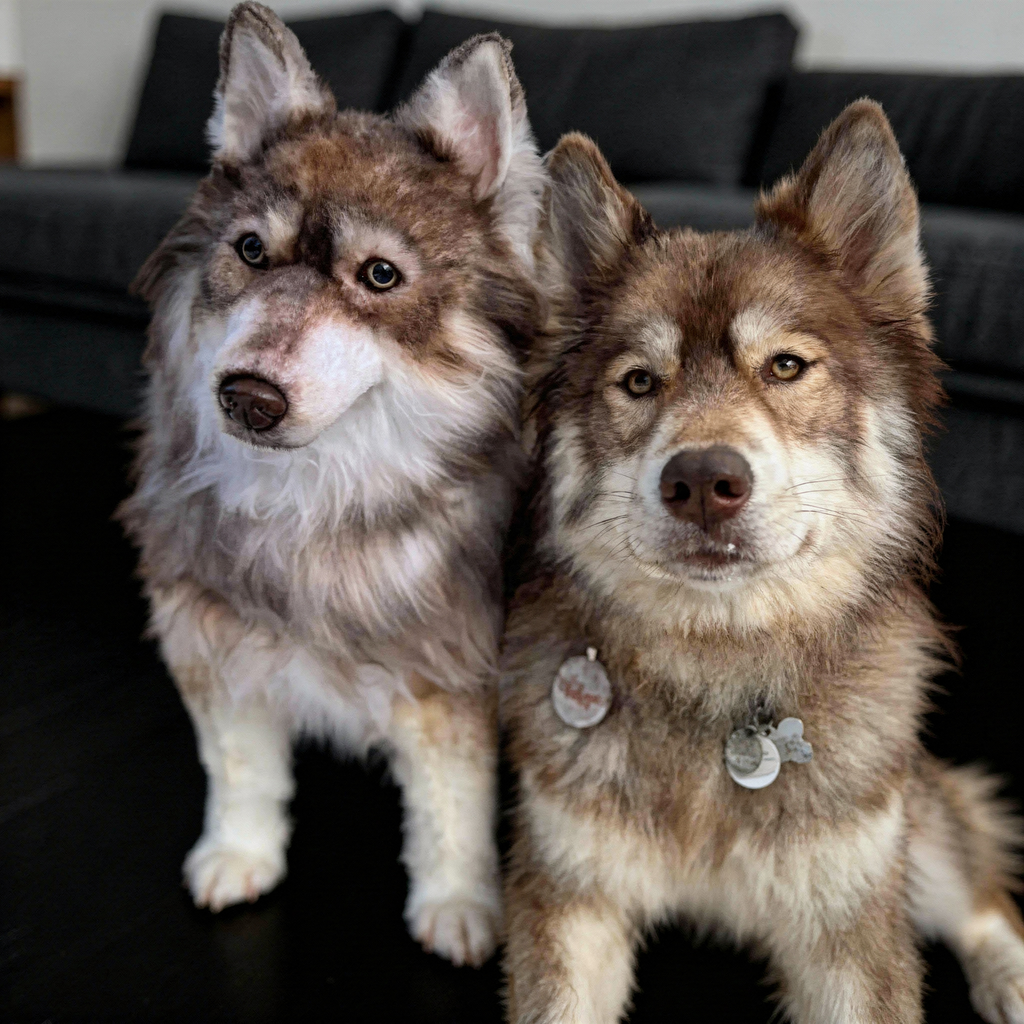 A brown Husky sitting in the snow next to a plush Husky toy with matching fur.