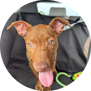 Margarita, a confident and social pup rescued from a rural shelter, loves making friends at the dog park.