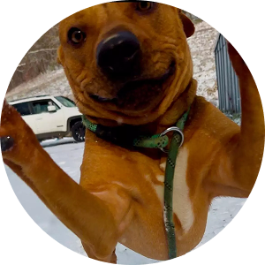 Frank, saved from euthanasia for a needed hip surgery, now fully recovered and gentle-natured.