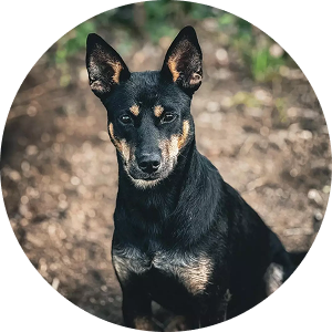 Scottie, a 2-year-old shepherd mix thrown from a truck but resilient, gentle with children and other dogs.