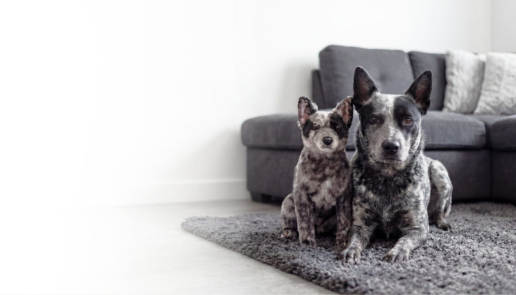 Dog and matching custom plush clone