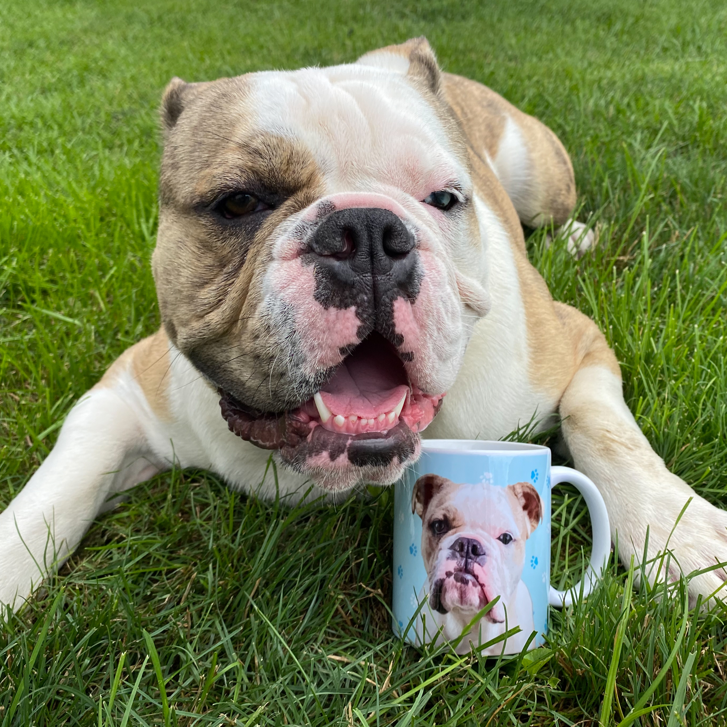A happy tan and white Bulldog or Olde English Bulldogge, in front of the dog is a light blue mug patterned with white paw prints and a portrait of the dog's face.