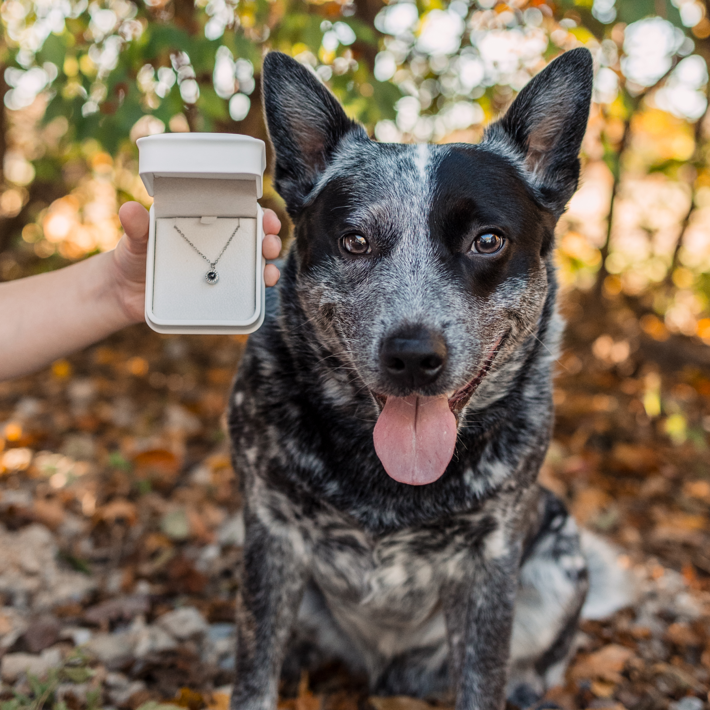 A dog sitting outdoors with a hand holding a memory necklace box nearby.