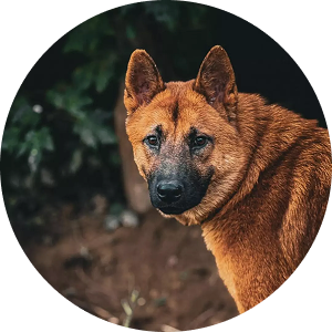 Brown dog looking back with green foliage background.