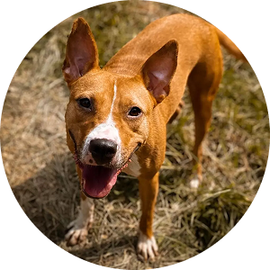 Coco, a rescue dog who overcame trust issues after being chained and isolated, now sweet and loyal to humans.