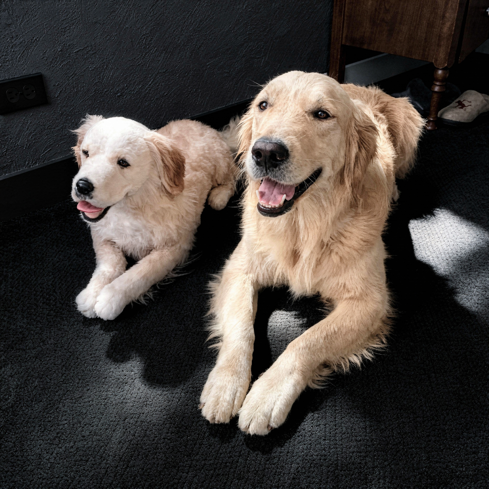 Golden Retriever plush replica lying on the carpet next to a real Golden Retriever, both with happy expressions.