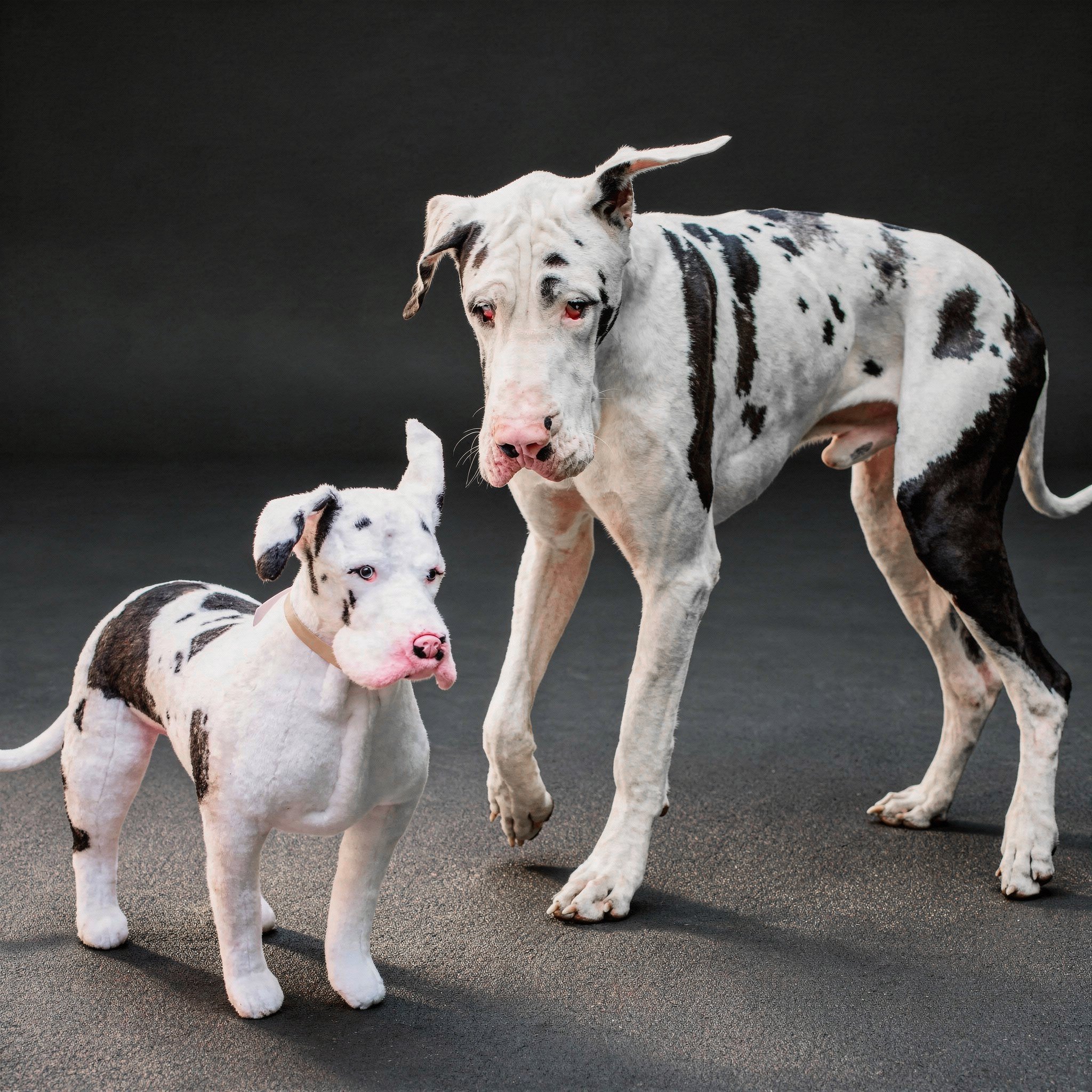 Black & white Great Dane stands by lifelike plush replica.