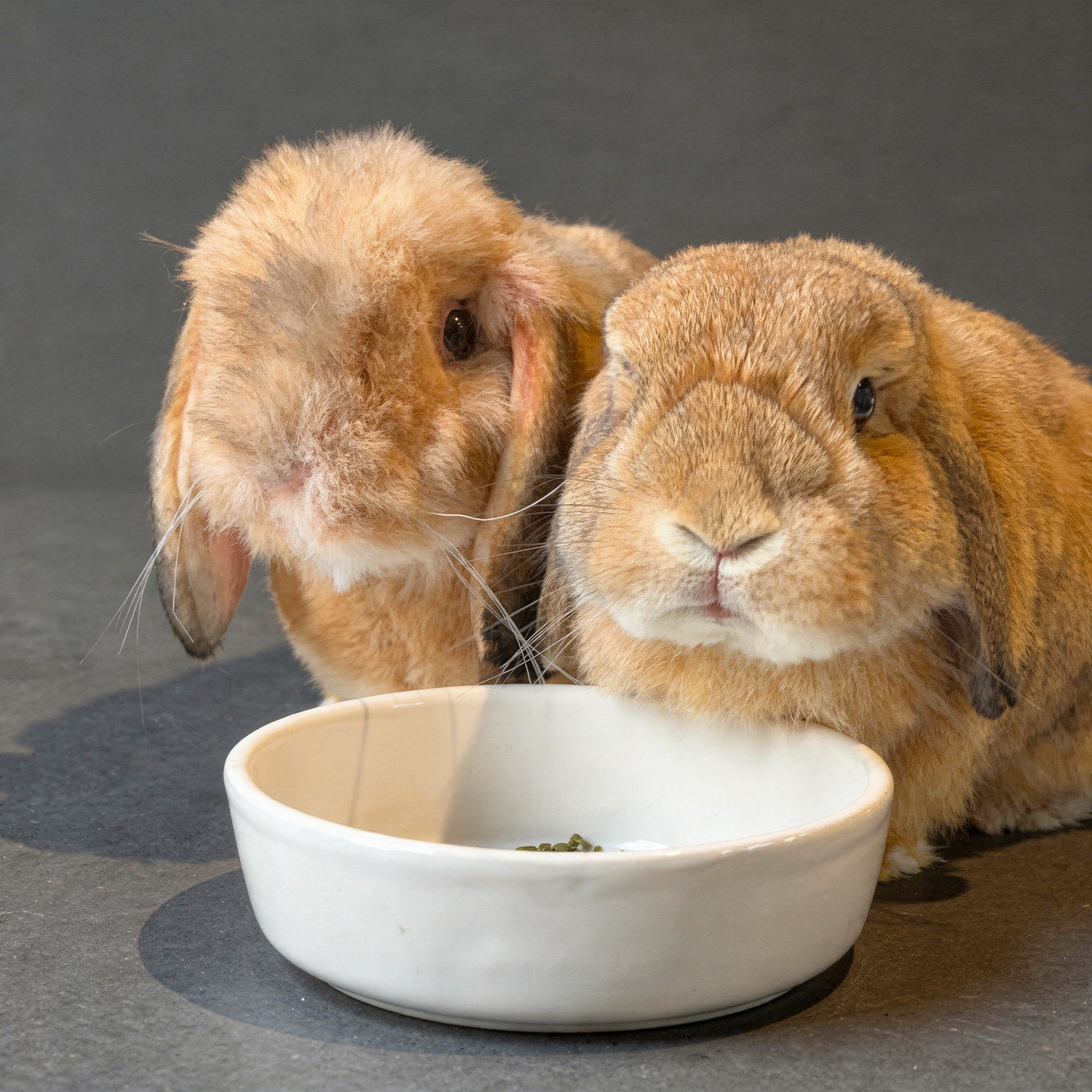 A pair of light brown lop-eared rabbits is sitting side by side indoors, next to a white food bowl with pellets. The rabbit on the left is a plush replica.