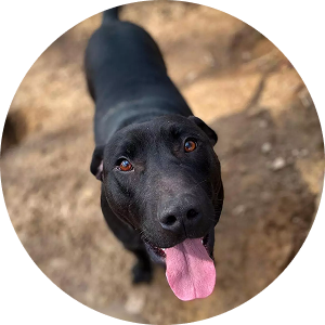 Dallas, an outgoing Lab-Pit mix who loves people and other dogs, rescued alongside his friend Susan.