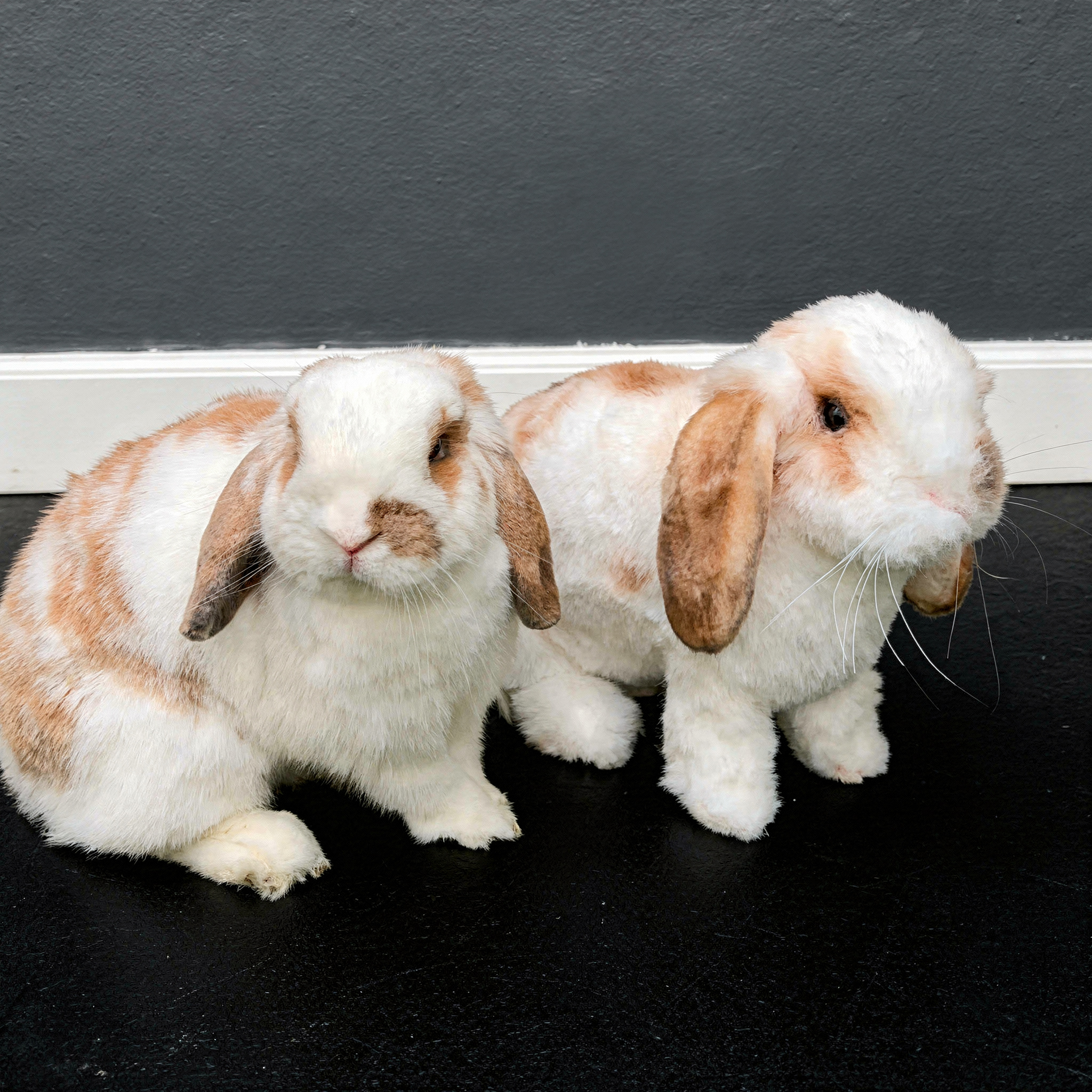 A real white and tan Holland Lop rabbit sits next to a plush replica of the same rabbit breed on green grass in front of a wooden fence.