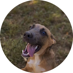 Rufus, a goofy shepherd mix saved from euthanasia, playful with dogs and patient with children.