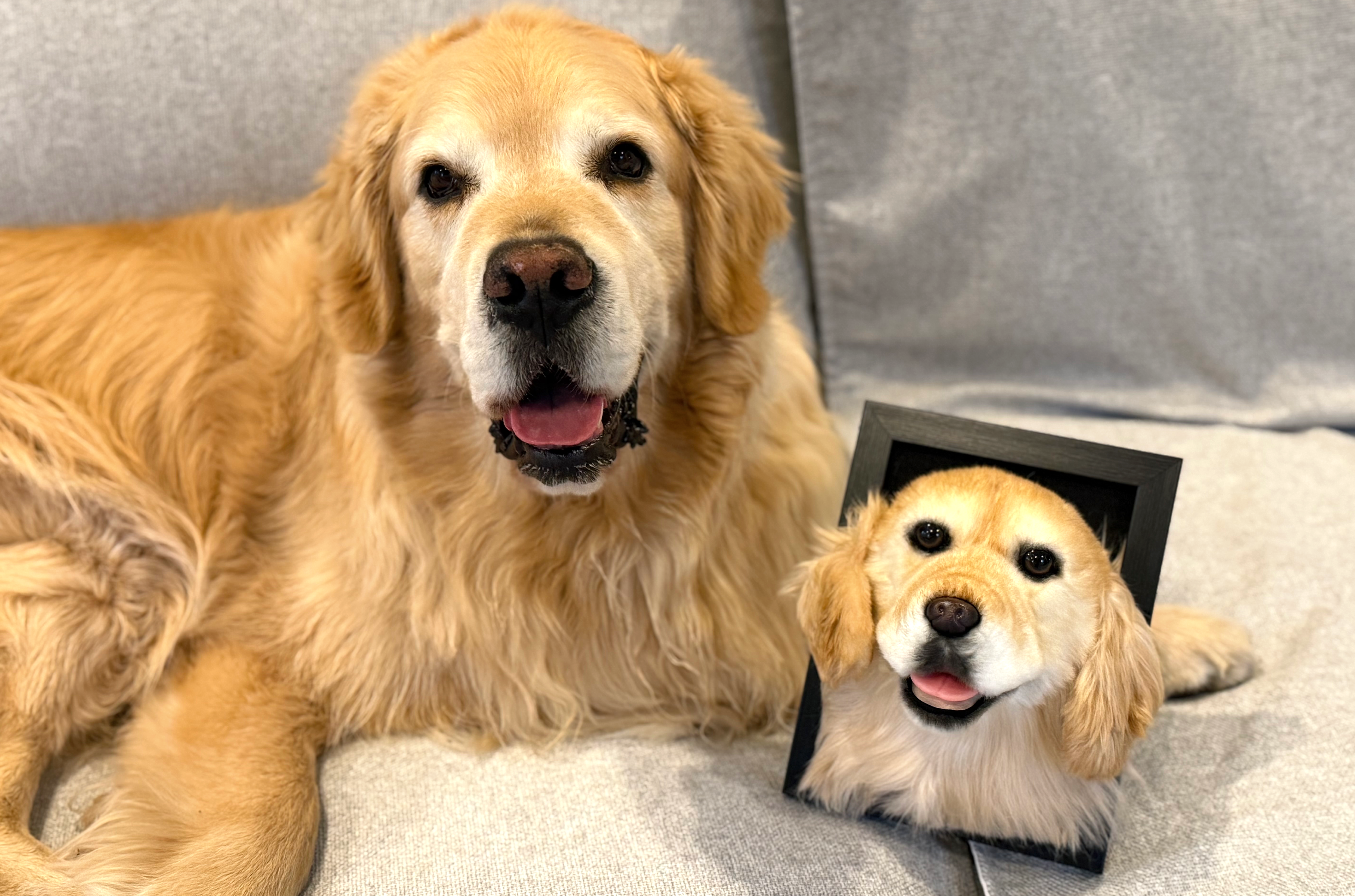 Golden Retriever dog posing next to framed custom pet portrait showing matching golden fur and happy expression.