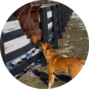 Scrappy, a young shepherd mix with endless energy saved from euthanasia, great with kids and dogs.