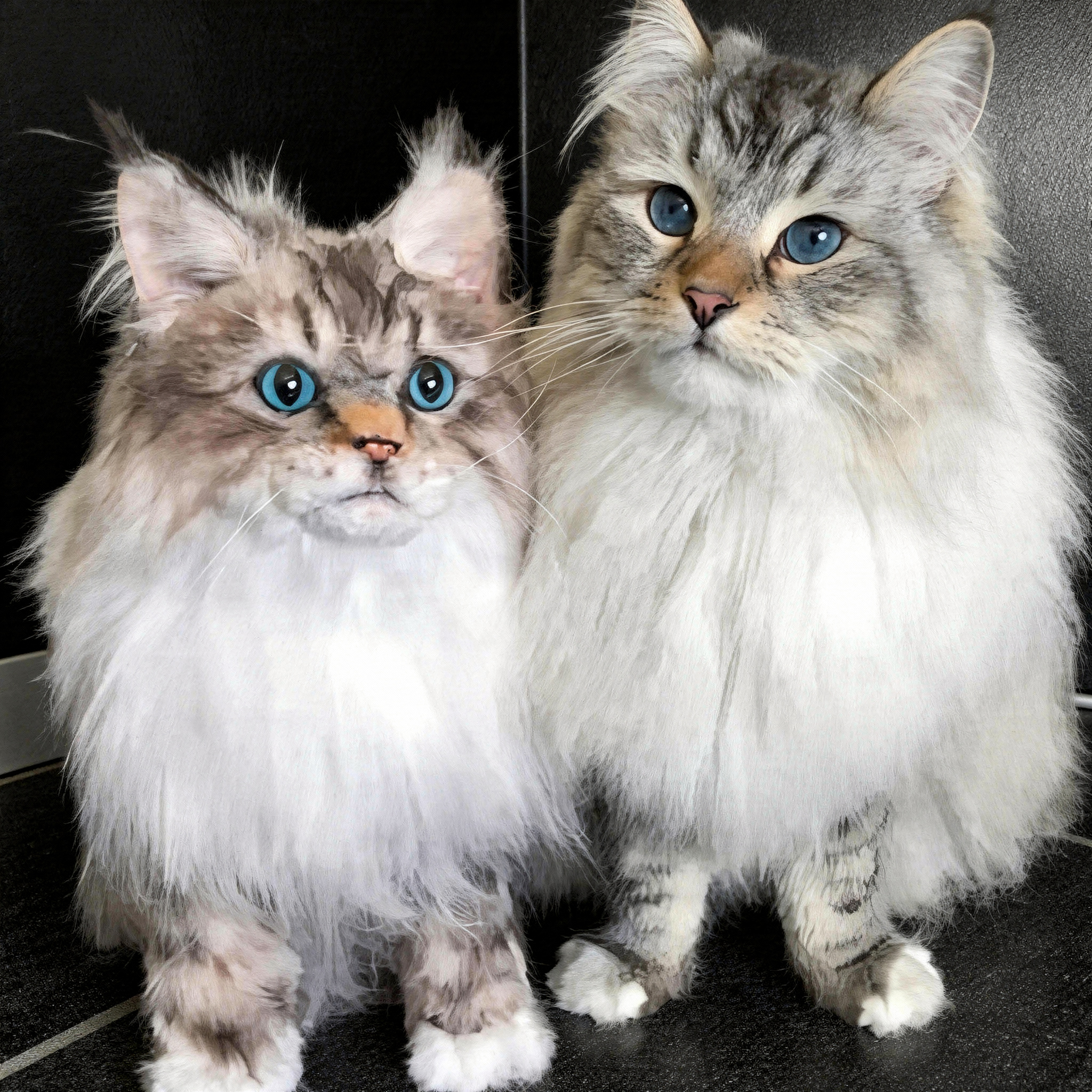 A fluffy gray and white long-haired cat sitting next to a plush toy replica of itself on a tiled floor.