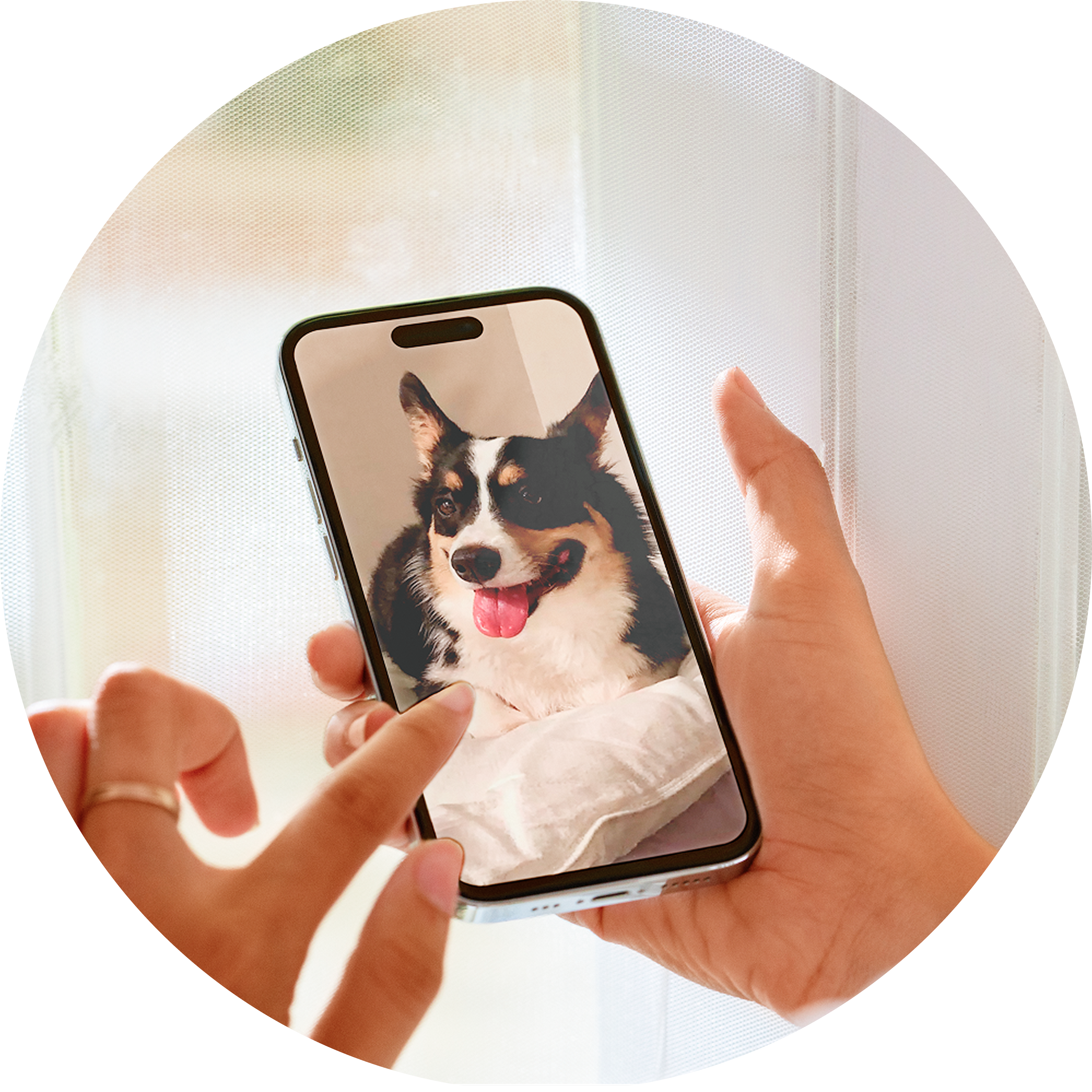 Person holding a phone displaying a dog with a purple bow.