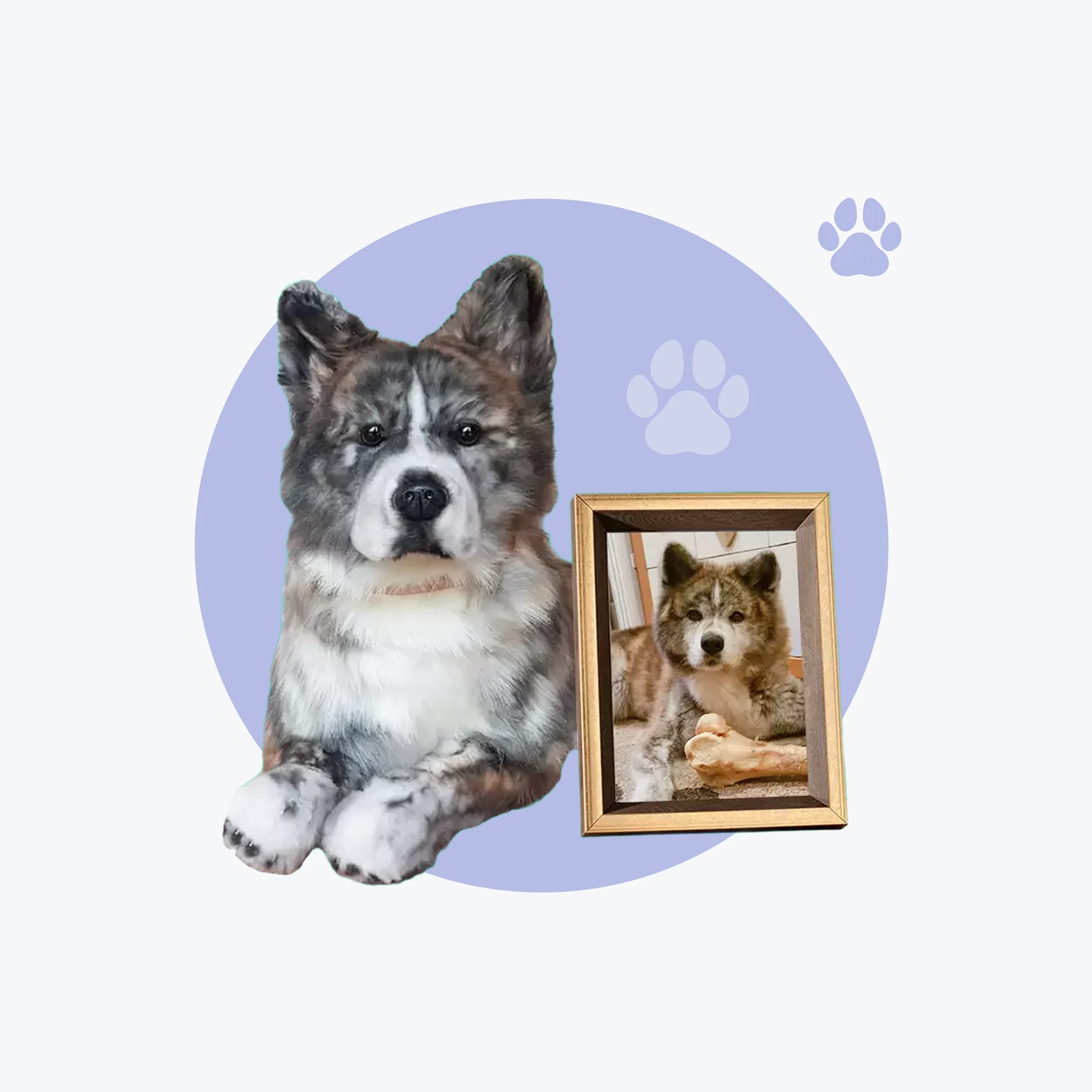 Akita plush replica next to a framed photo of the real dog.