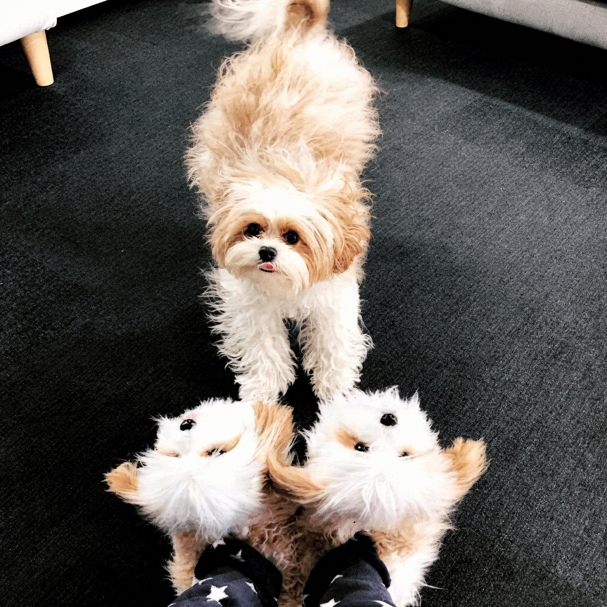 Hyper-realistic plush slippers shaped like black & tan Chihuahua dogs, worn on a person's feet.