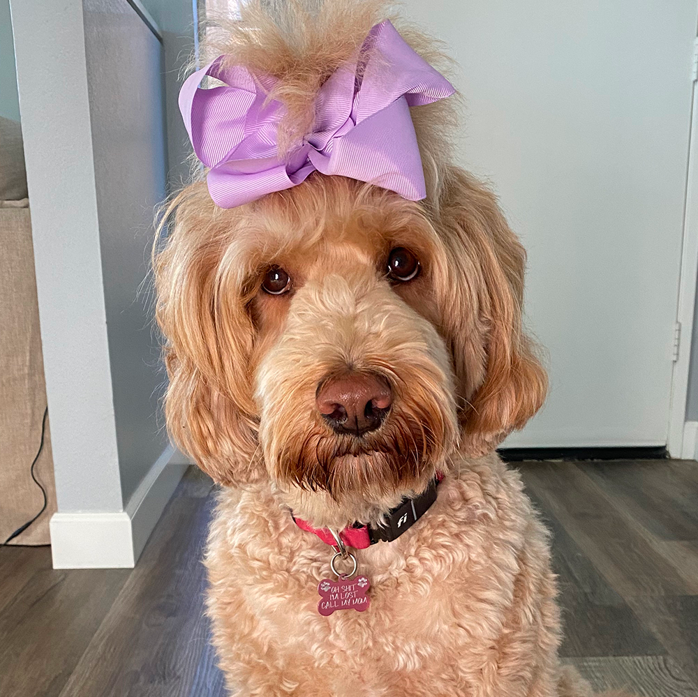 A fluffy dog with a purple bow on its head, sitting indoors.