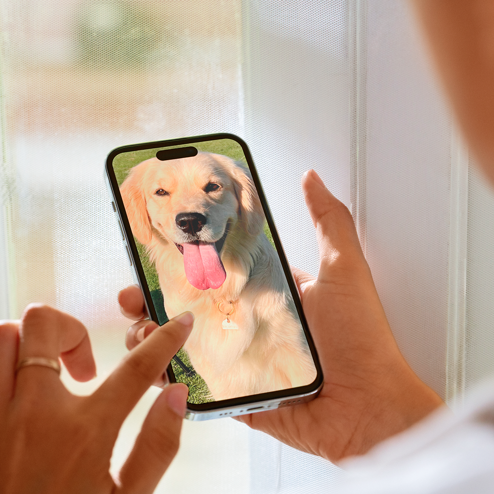 Person holding a smartphone displaying a happy dog photo.