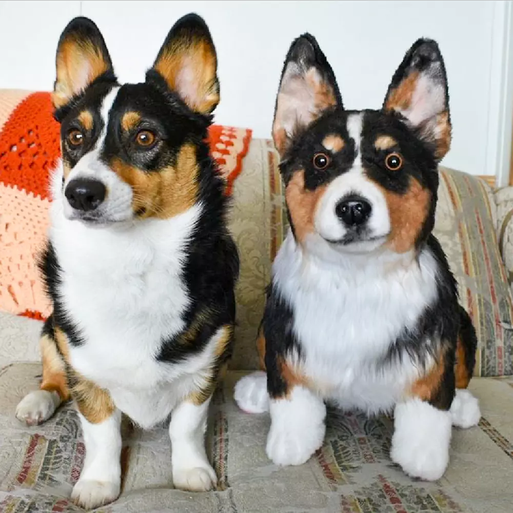 A real Corgi sits next to its plush toy replica on a beige couch with decorative pillows. 