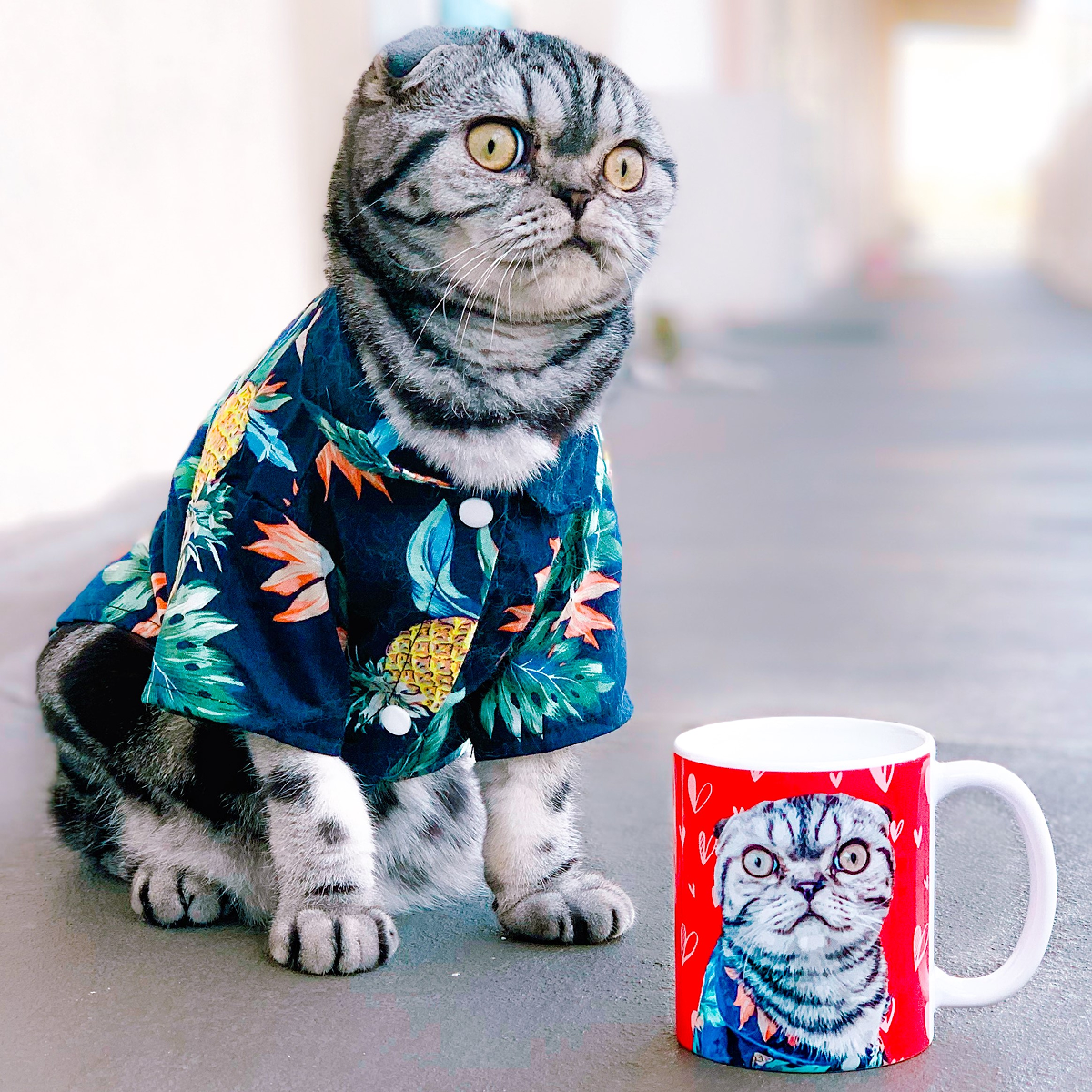 A Silver Tabby Scottish Fold cat with a dark, patterned coat and wide, yellow eyes. Next to it is a red mug patterned with small white hearts and a portrait of the cat wearing the same Hawaiian shirt.