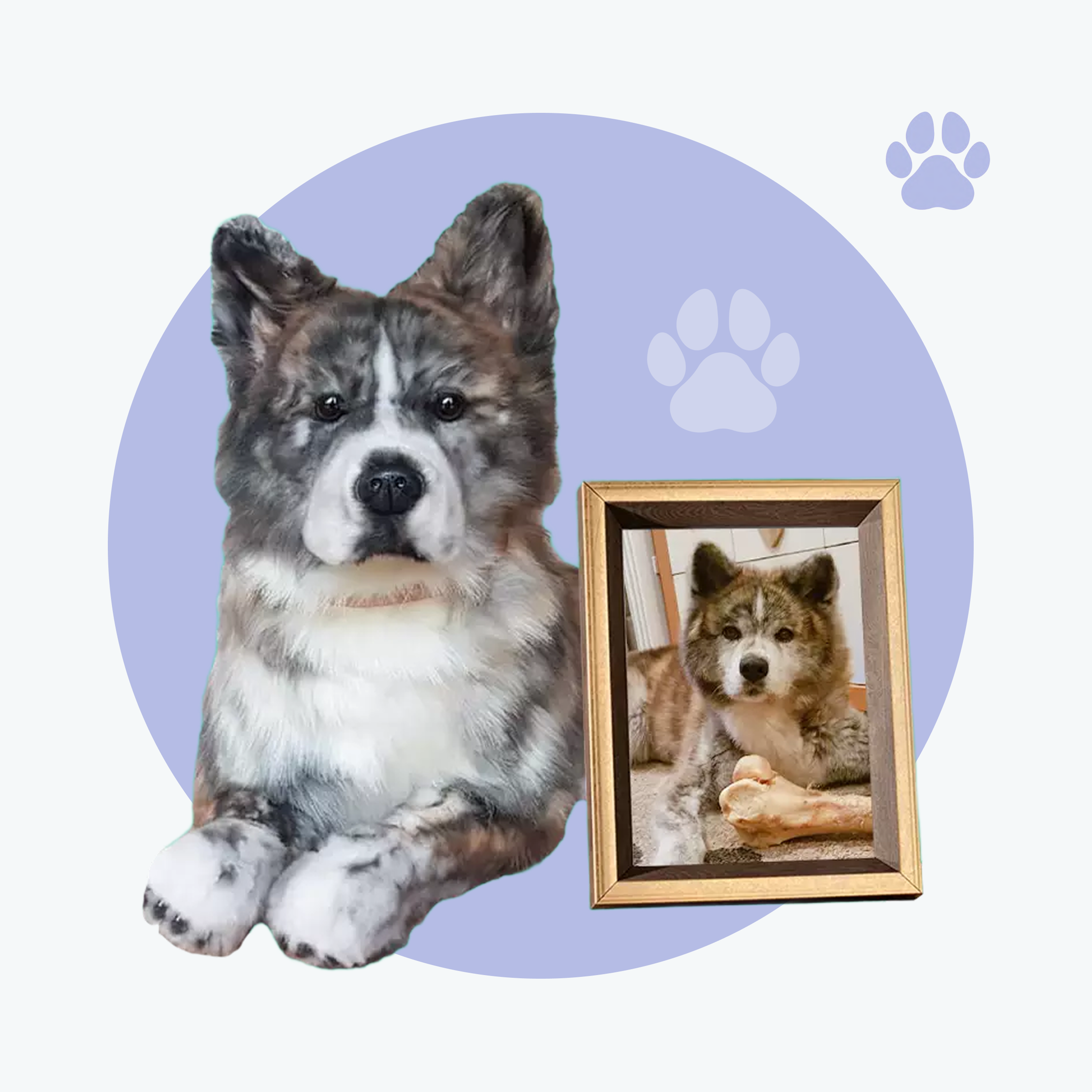 A plush replica of a gray, black, and white Akita dog is shown next to a framed photo of the real dog, lying down with a bone, set against a light blue background with a large purple circle and two paw prints.