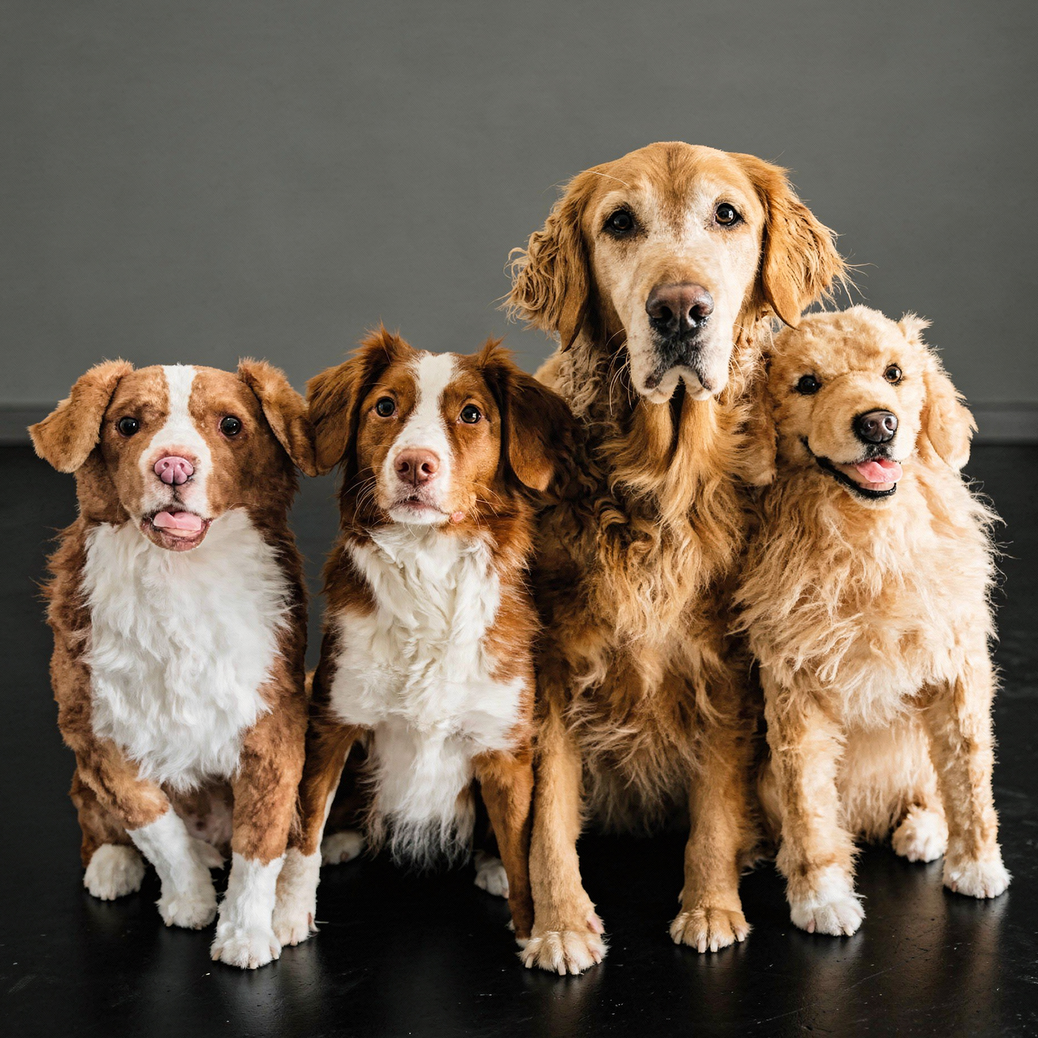 Two real dogs posing indoors with two realistic plush clones, all sitting close together facing the camera.
