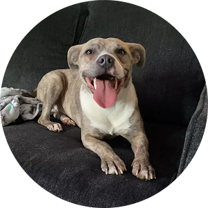 Abby, a young pit bull mix rescued from trauma, now living with a loving family with kids and another dog.