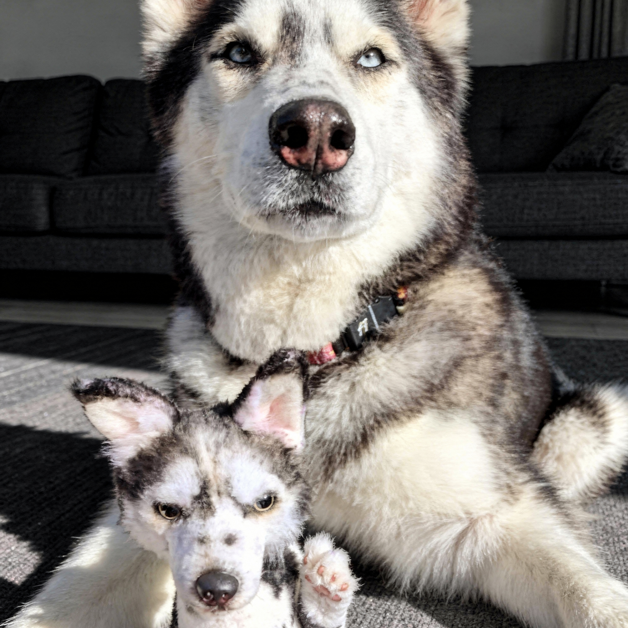 A blue-eyed Husky lies on a rug behind its grumpy-faced custom plush replica.