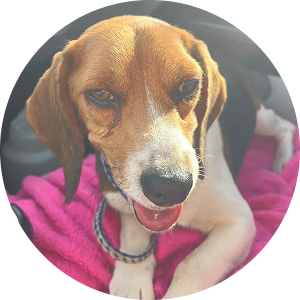 Tandem, a young beagle who was blinded by fungal disease but regained partial sight after rescue.