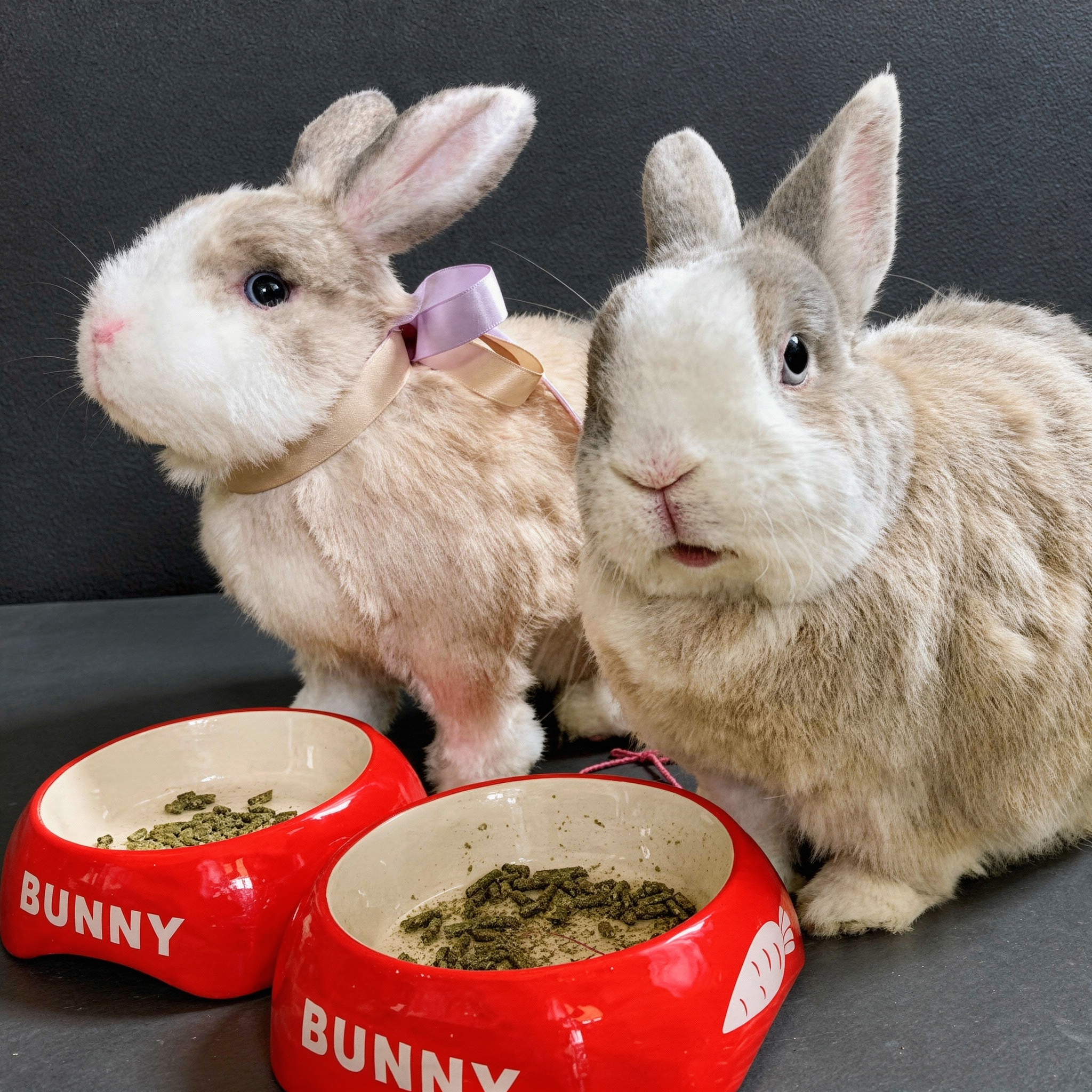 Two rabbits, one is a real rabbit and the other a plush replica.