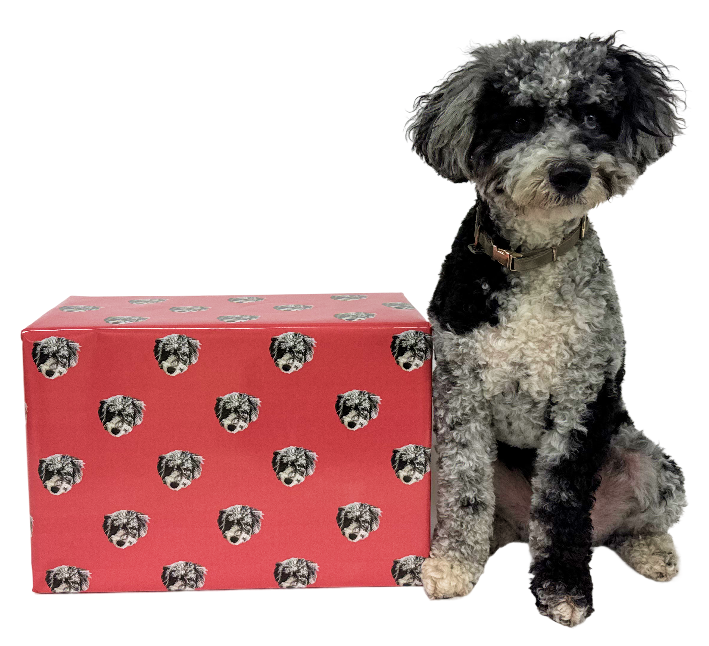 A black and white merle poodle-mix dog sits next to a rectangular gift box wrapped in red paper with a repeating pattern of the dog's face.