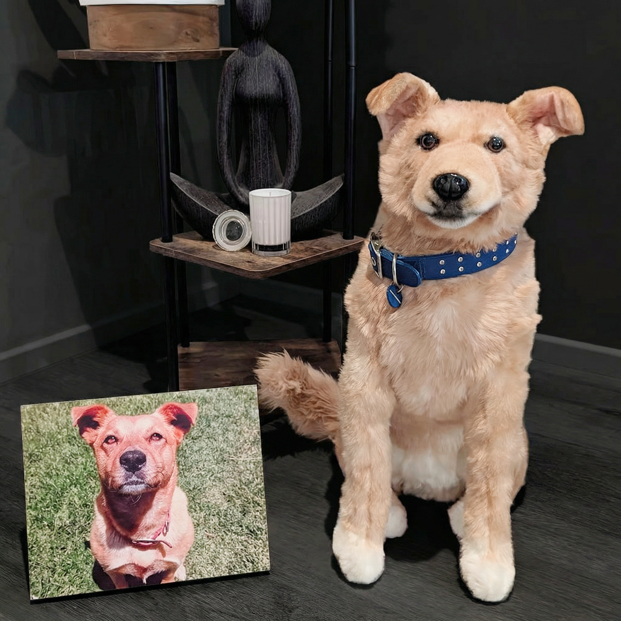 A golden dog plush with a blue collar sitting indoors beside a framed photo of the real dog.