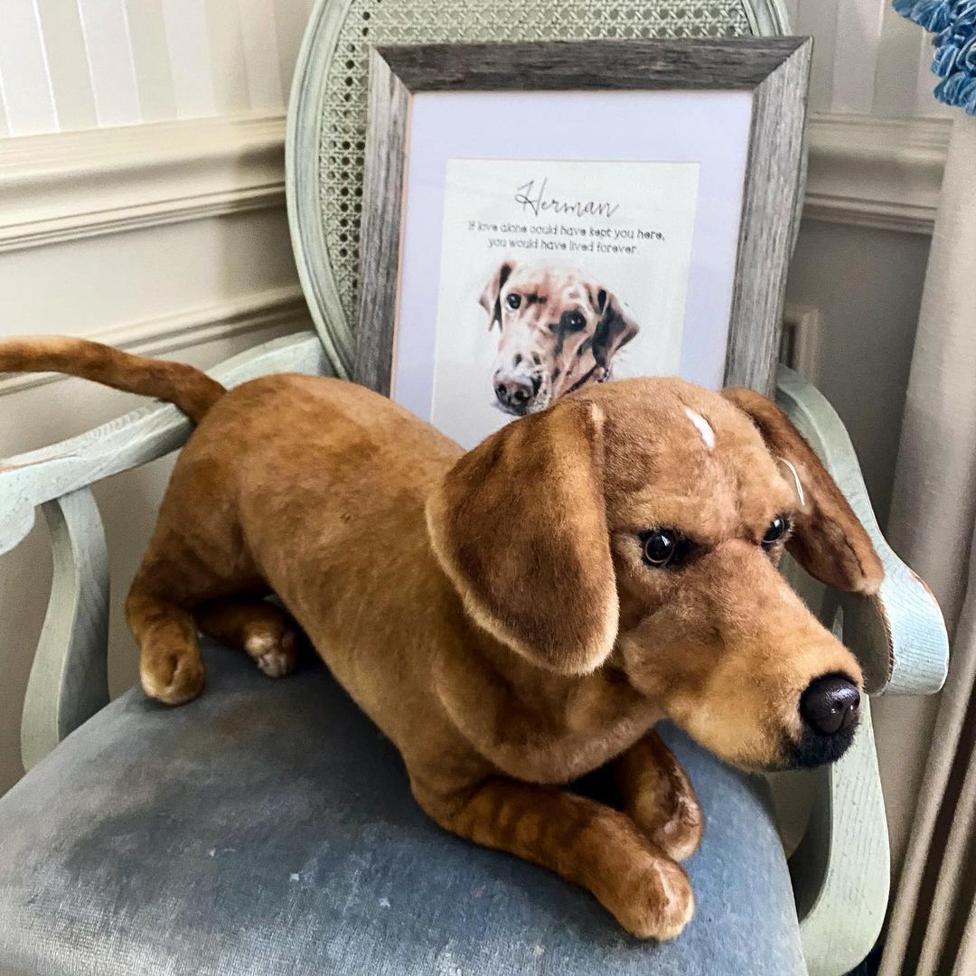 Dog plush in front of a framed memorial photo.