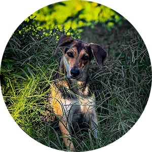 Pamela, a 4-year-old shepherd mix who fostered orphaned puppies, showing her gentle and loving nature.