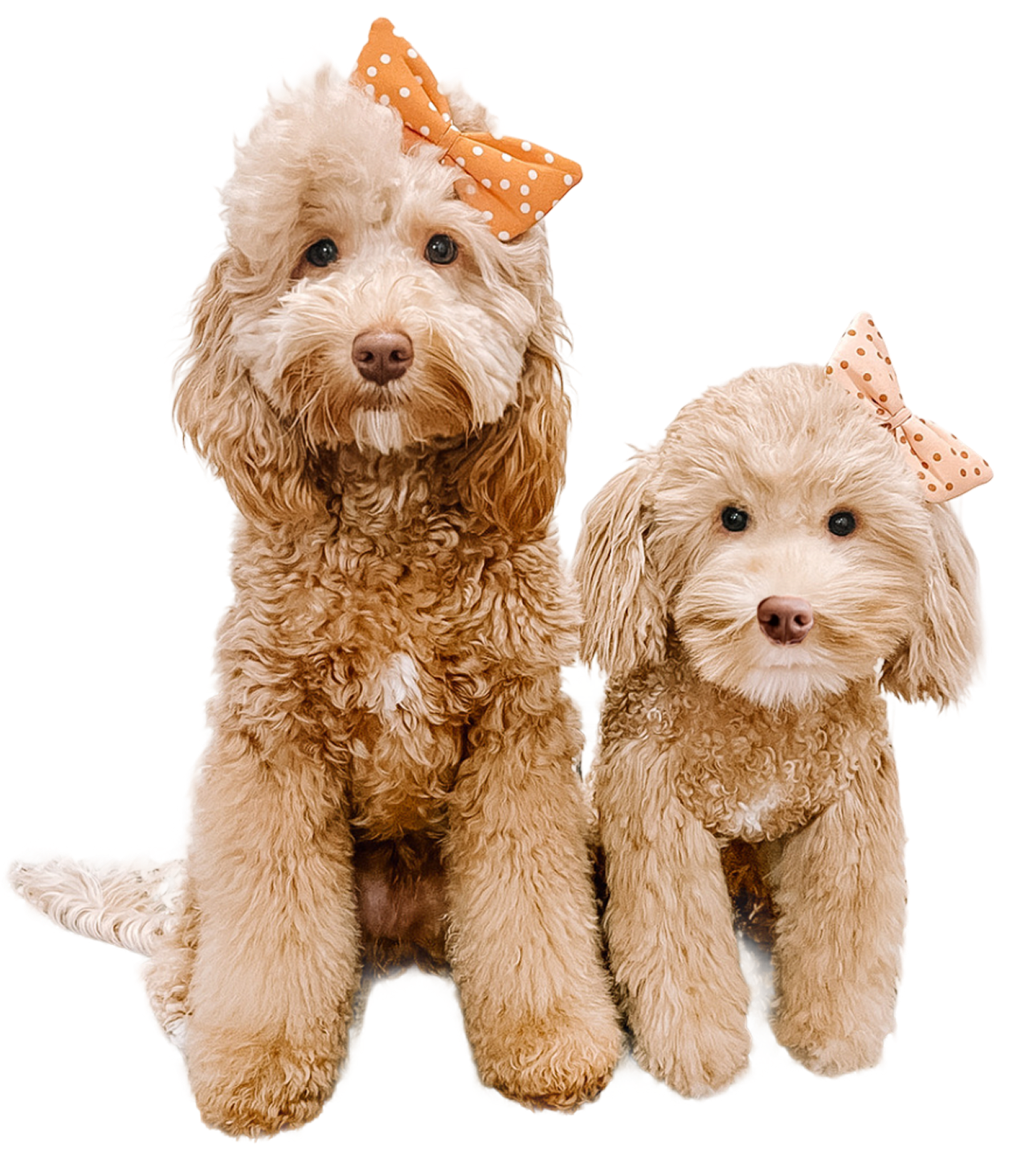 A studio photograph featuring a seated Goldendoodle or Labradoodle (on the left) with a fluffy, apricot-colored, curly coat, sitting next to a highly realistic plush replica of a smaller dog (on the right).