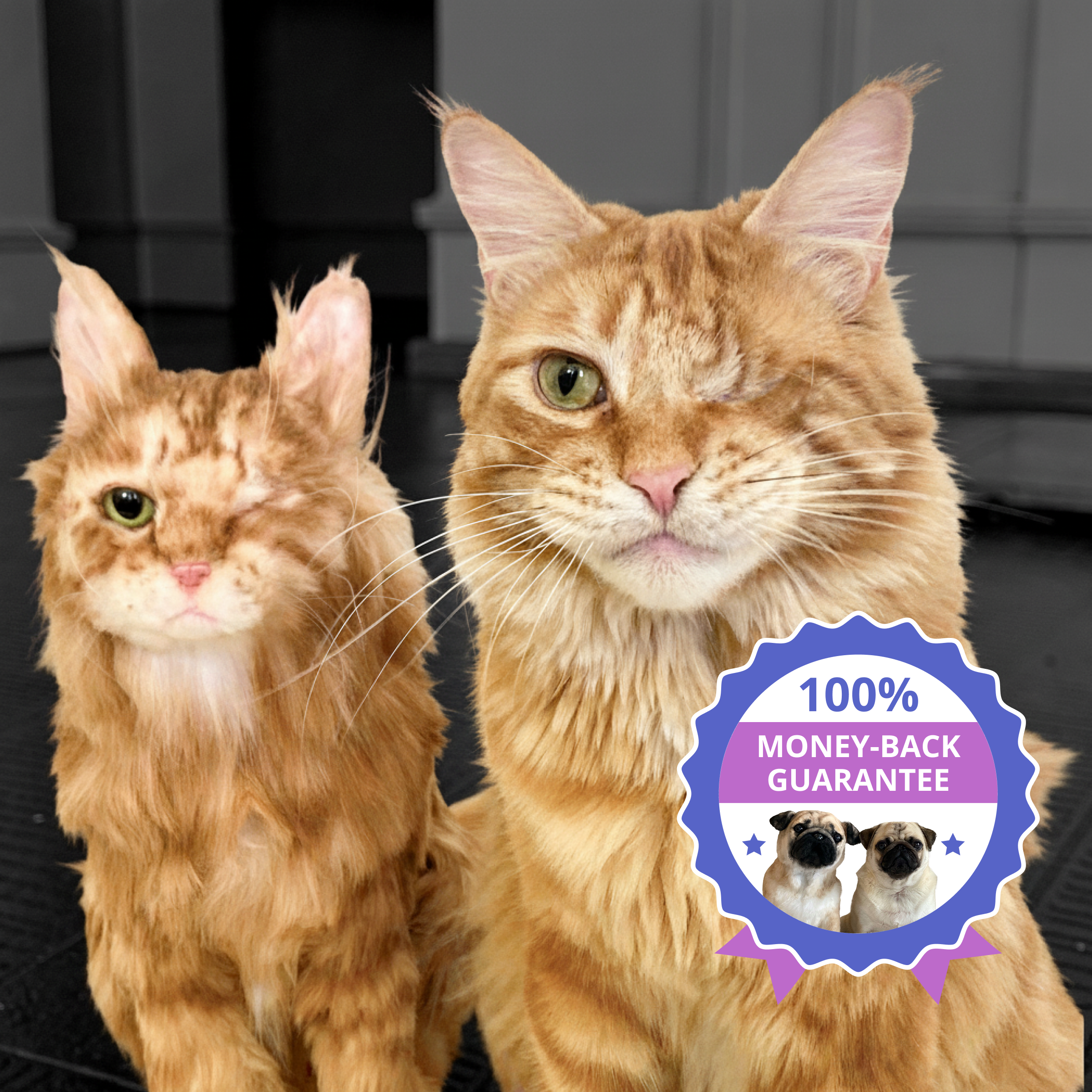 Two orange cats with a 100% money-back guarantee badge.