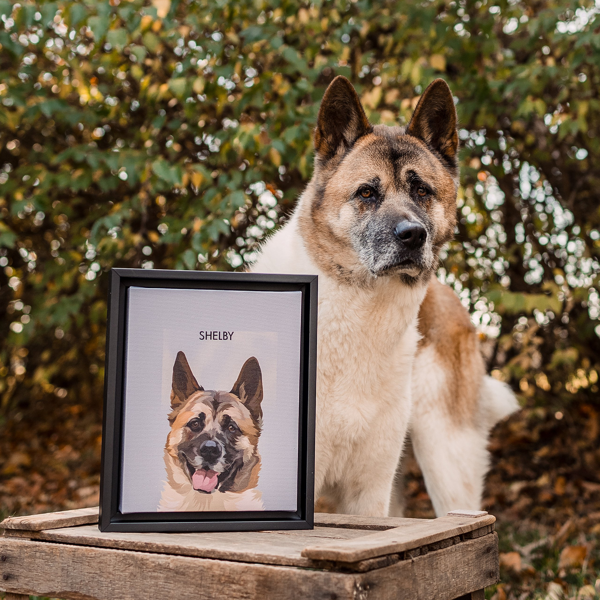 A photo taken outdoors in autumn features a large Akita or Akita mix dog standing behind a custom framed portrait of itself.