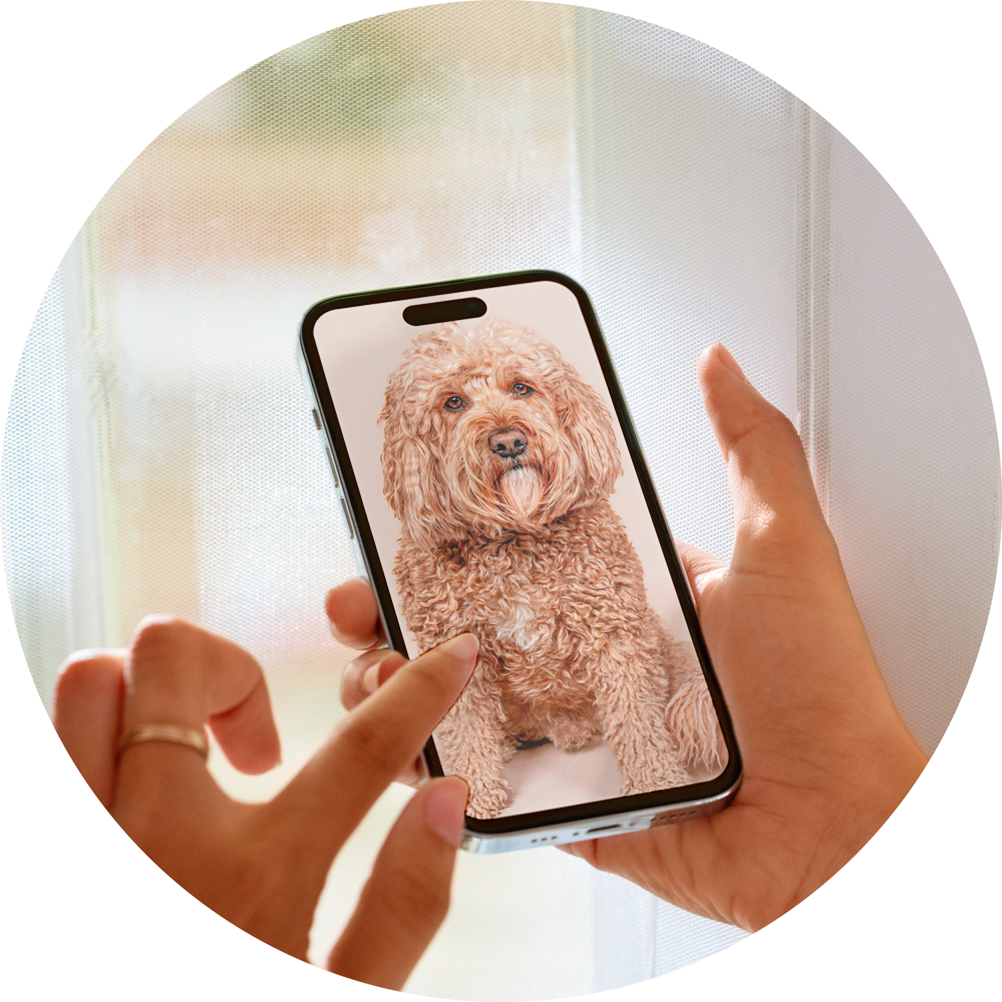Person holding smartphone displaying photo of golden Goldendoodle or Labradoodle with curly coat, perfect reference image for creating a custom bobblehead replica.