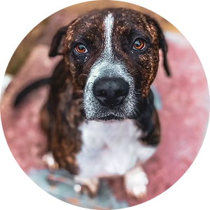 Melon, abandoned after having puppies, rescued underweight and sick, now enjoys hiking with her new family.