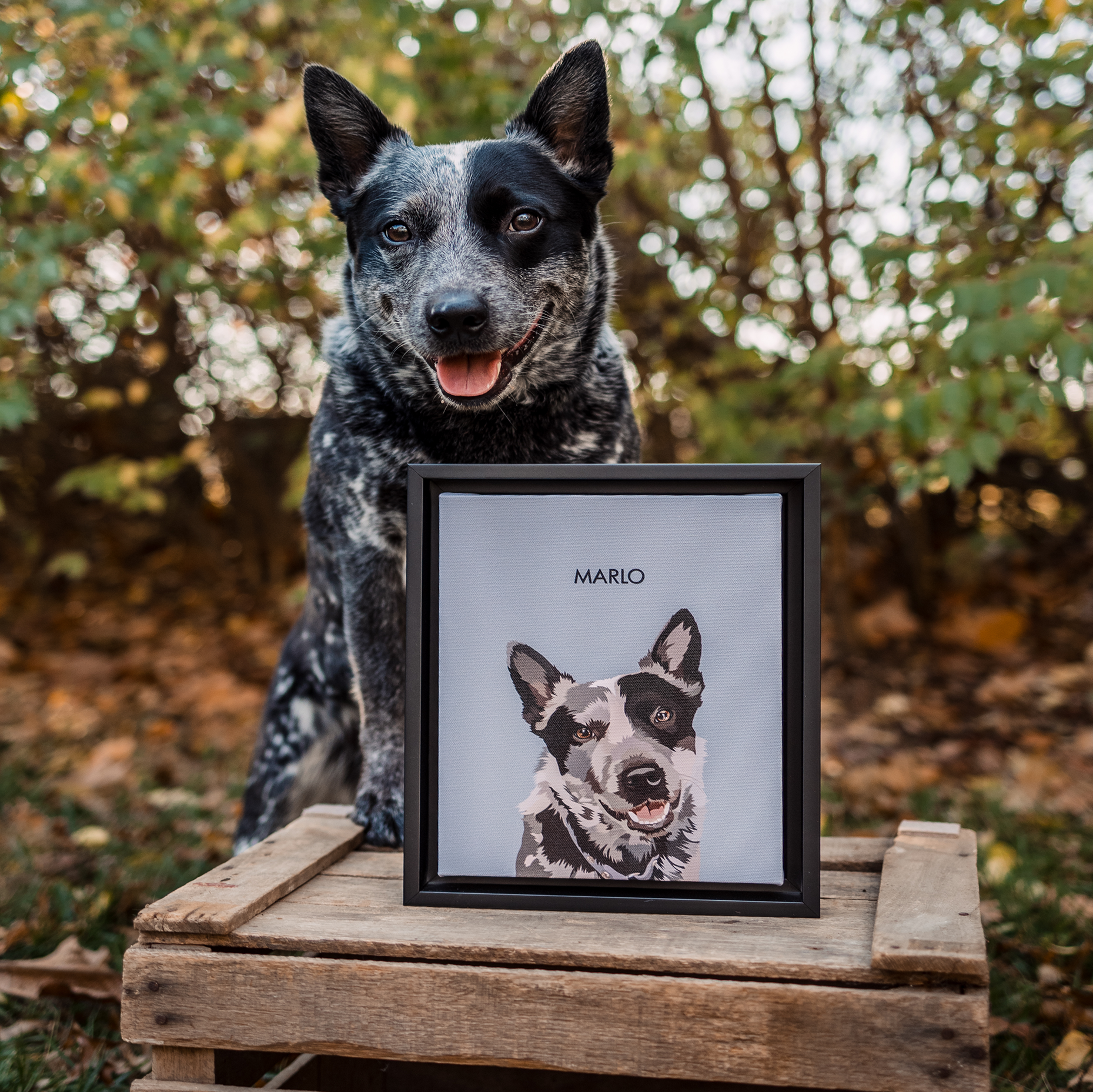 A gray and black Australian Cattle Dog sits on a wooden crate outdoors in an autumn setting, behind a framed illustration of its face, which has the name 'MARLO' printed above the portrait.