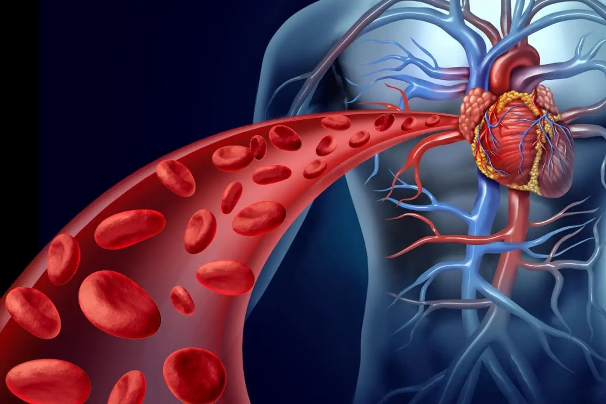 Illustration of blood flow through the human heart and circulatory system.