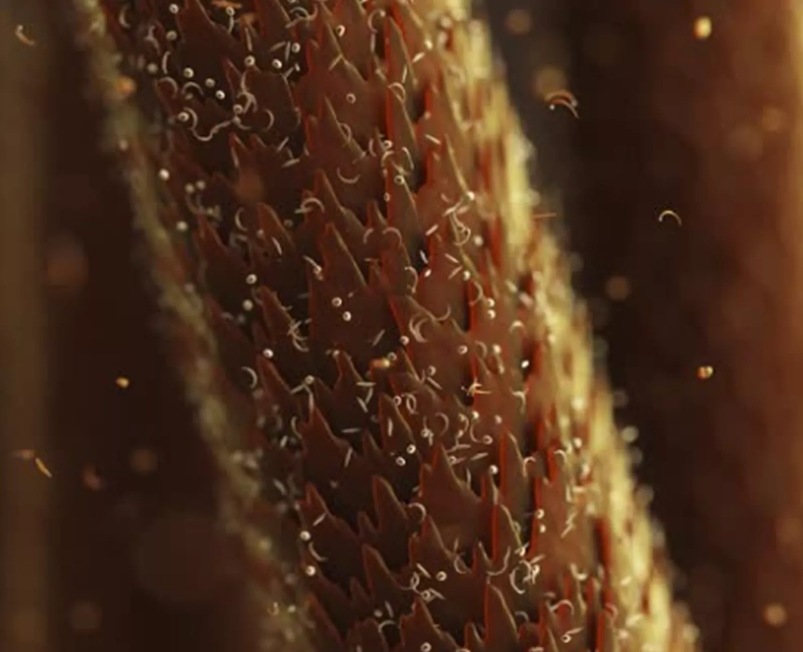 Close-up of a textured brown surface with small white spirals.