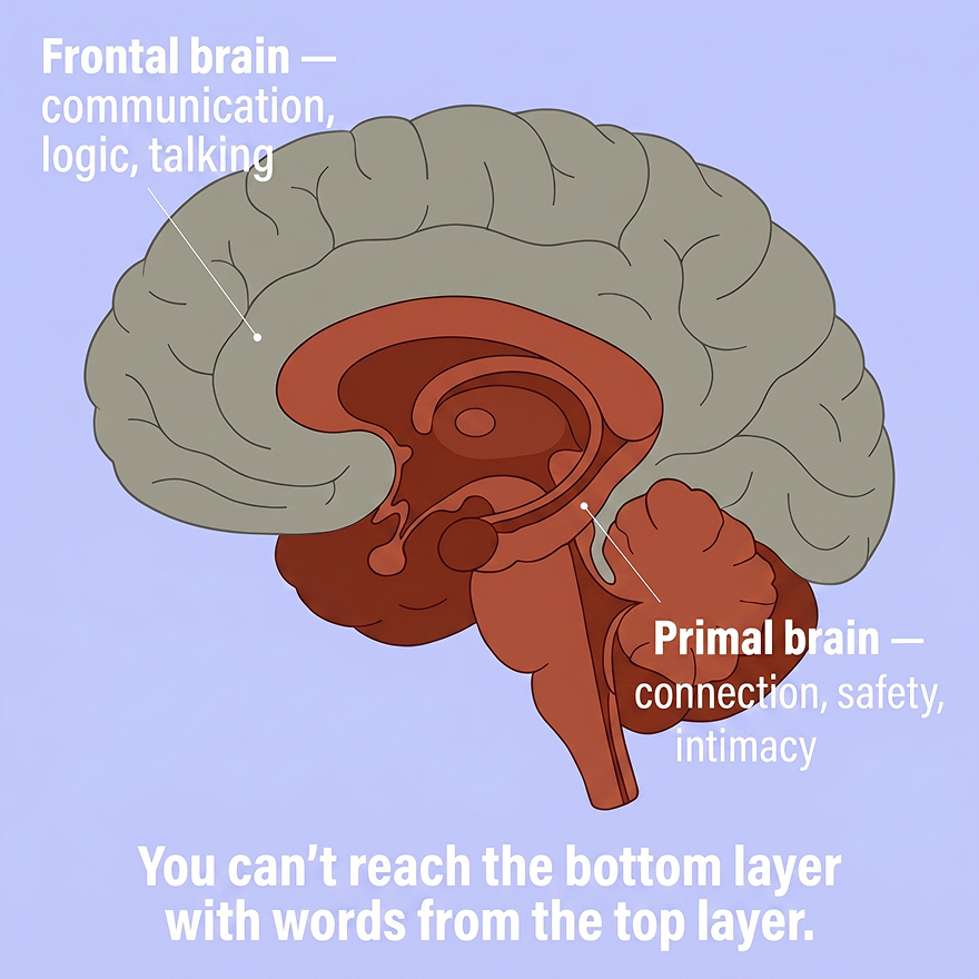 An infographic diagram of the brain, labeling the frontal brain for logic and the primal brain for connection.