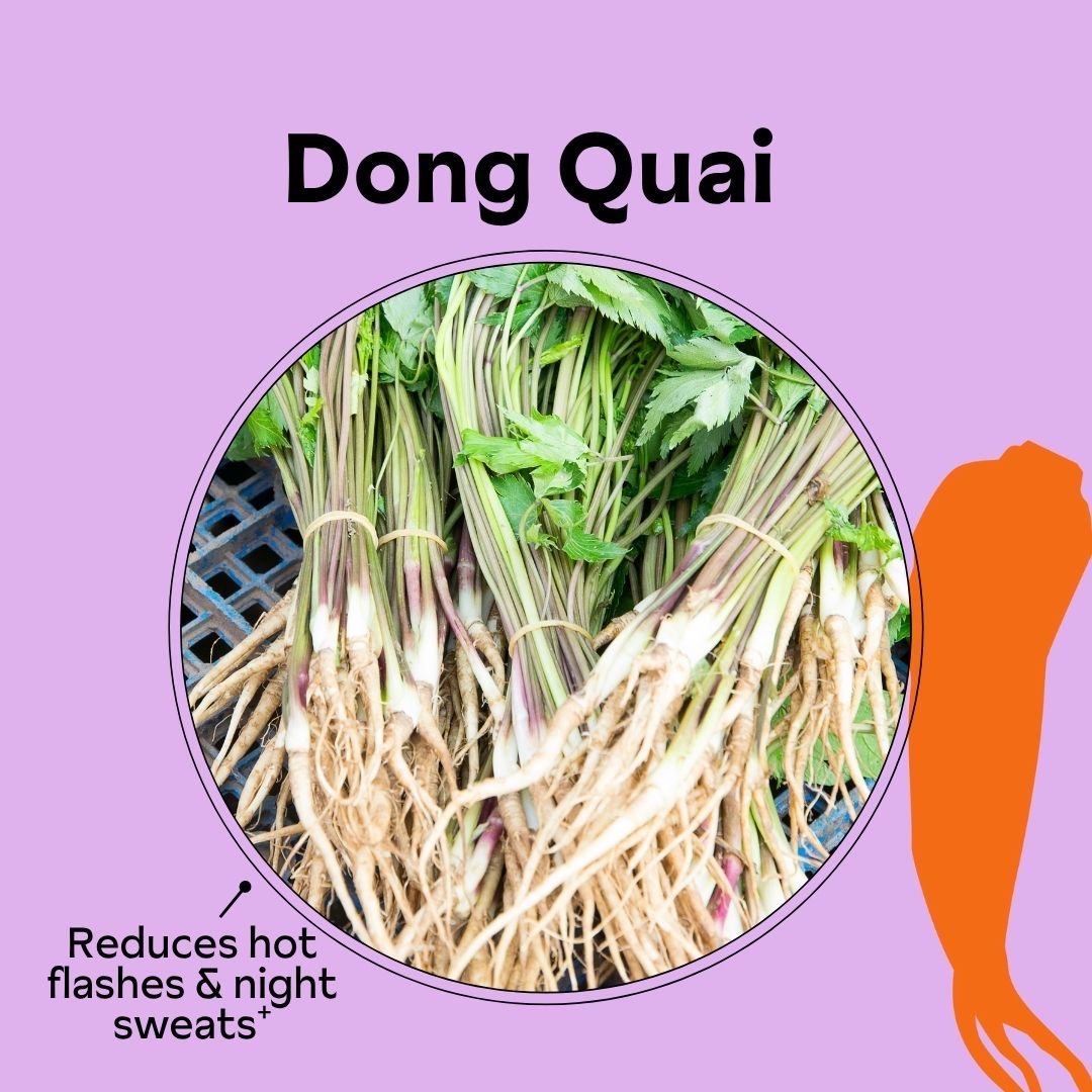 Bunches of Dong Quai roots with leaves, labeled for reducing hot flashes and night sweats.