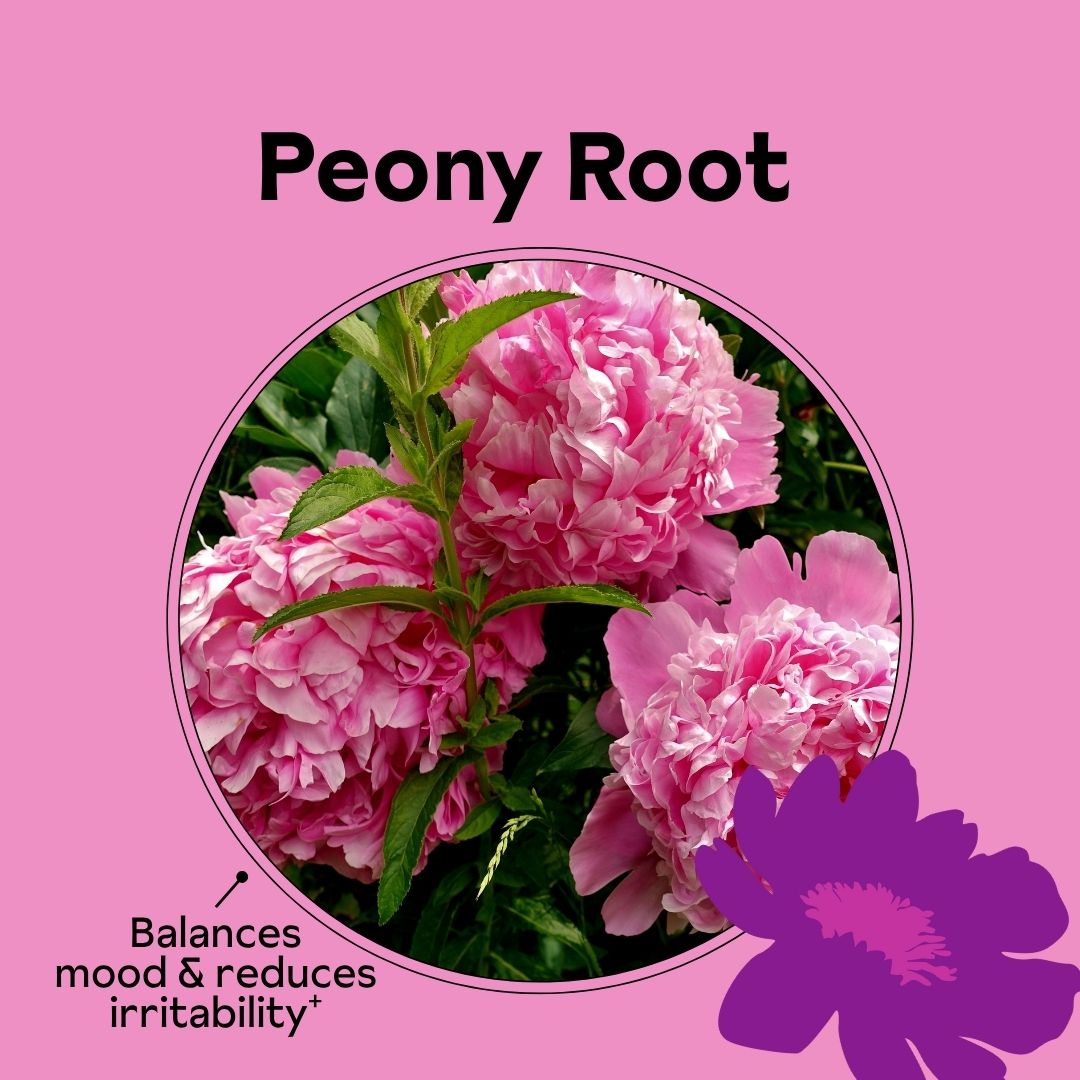 Pink peony flowers with text 'Peony Root' on a pink background.