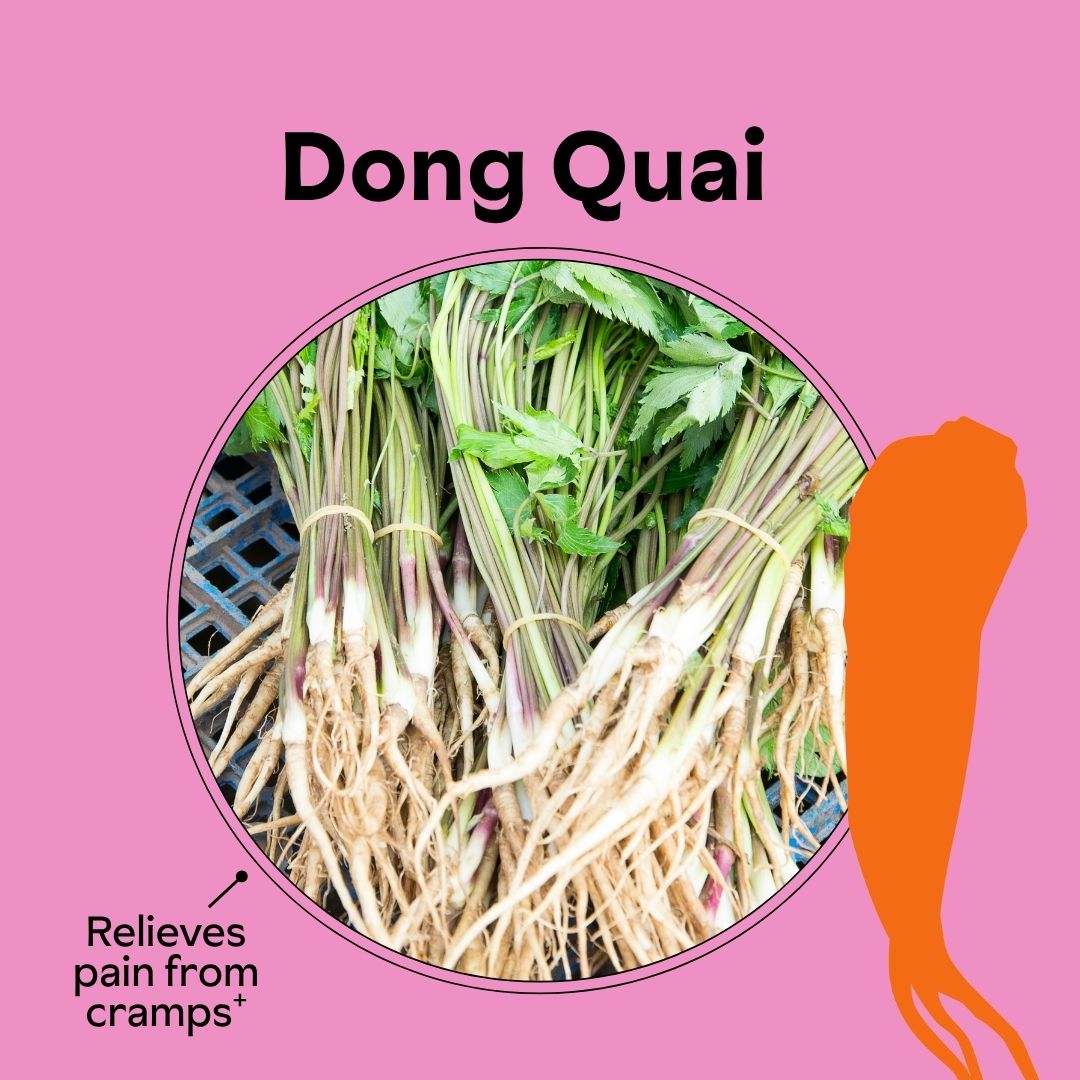 Bunches of Dong Quai roots with leaves on a pink background.