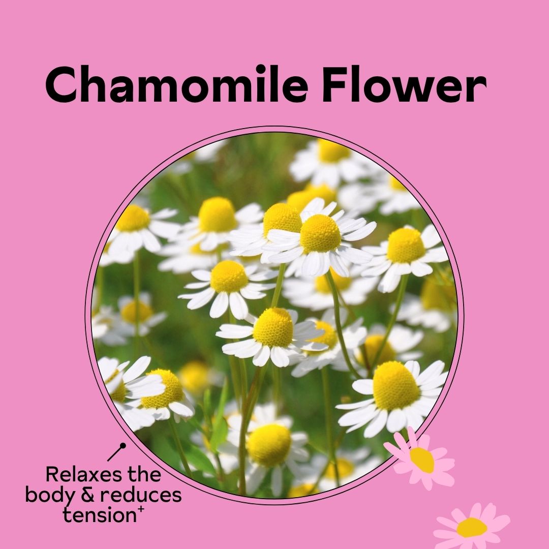 Chamomile flowers with white petals and yellow centers on a pink background.